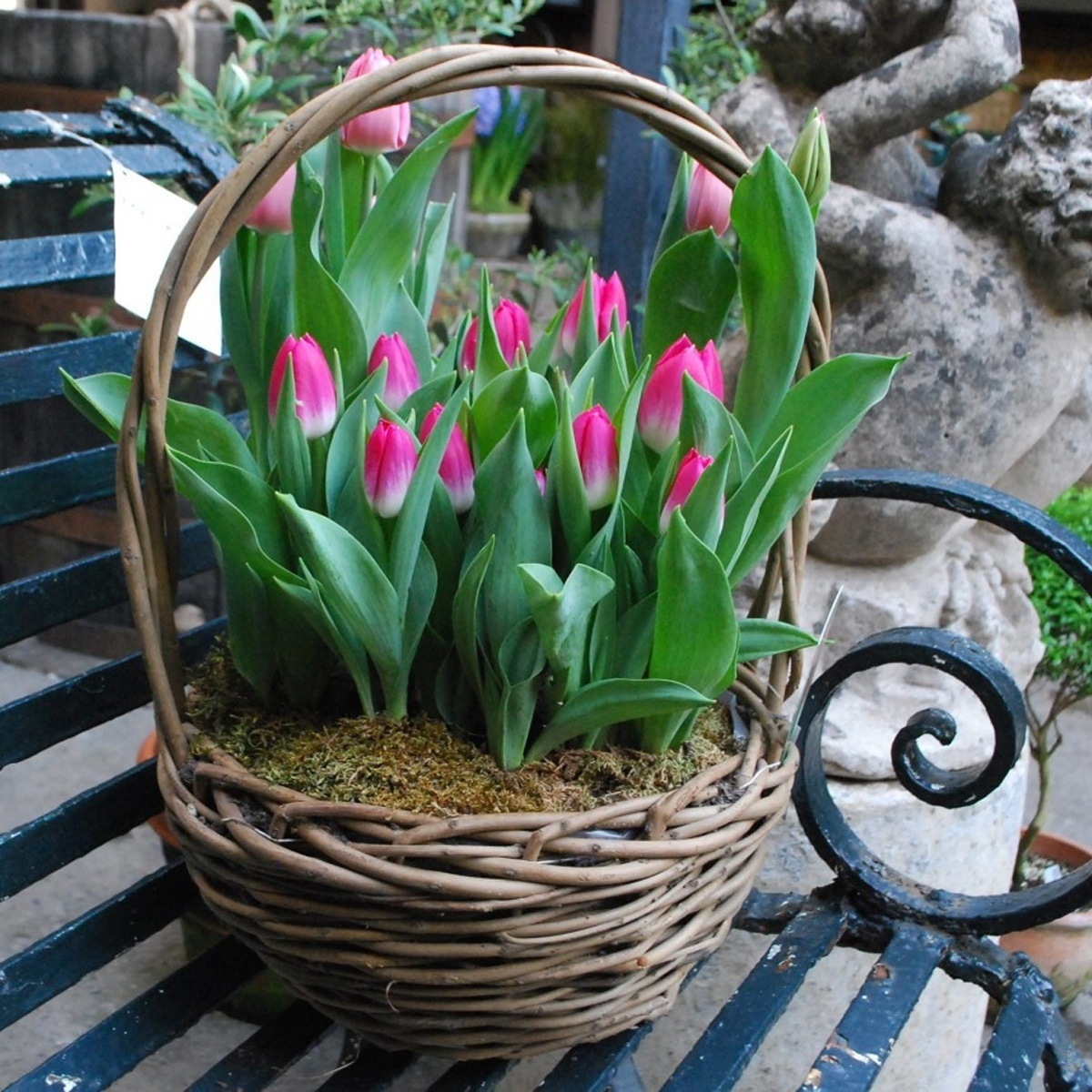 тюльпаны в кашпо на даче фото